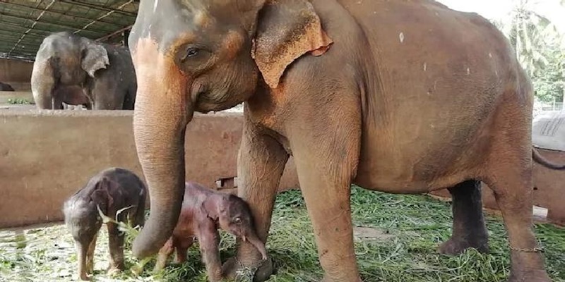 Dua Ekor Gajah Ditemukan Tewas Karena Makan Sampah Plastik