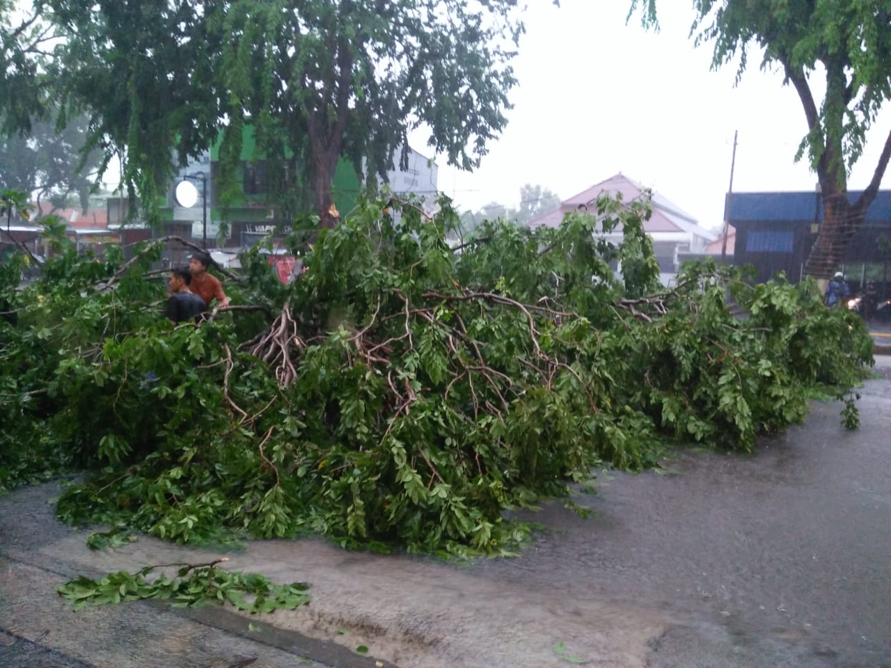 Pemotor Tertimpa Pohon Tumbang di Jl Cipto Mangunkusumo Kota Cirebon, Patah Tulang