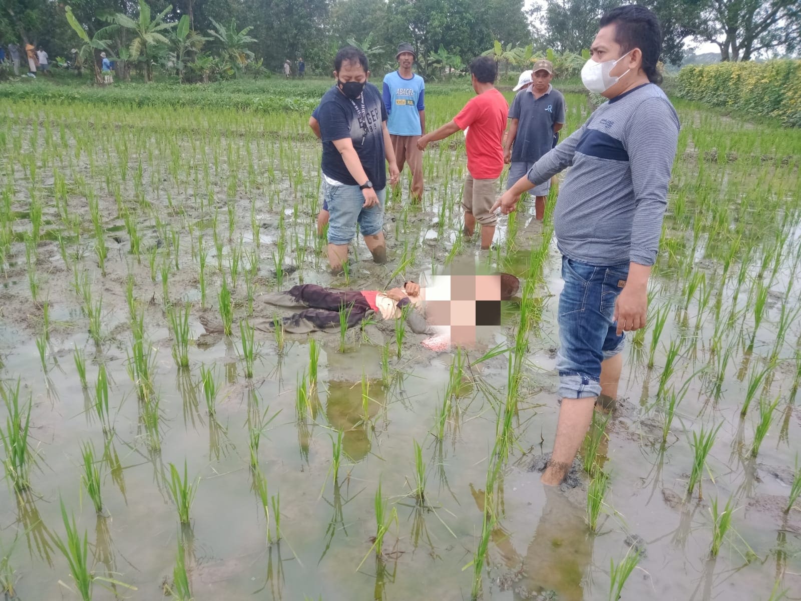 Petani di Syileg Indramayu Ditemukan Meninggal di Sawah, Diduga karena Serangan Jantung
