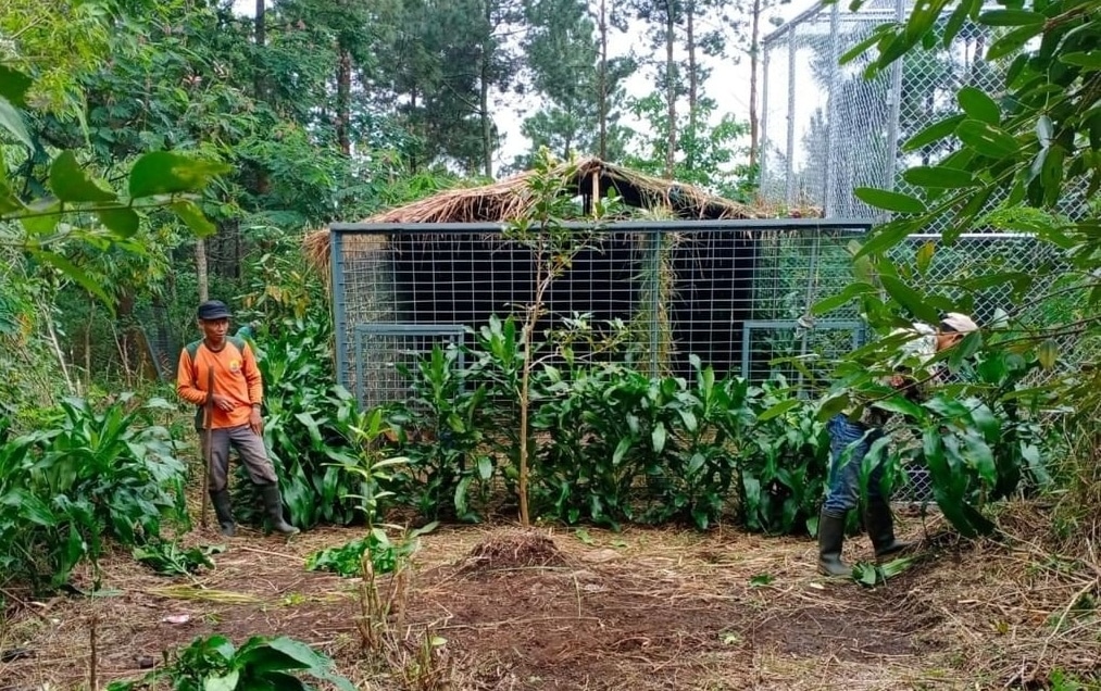 Pelepasliaran Macan Tutul di Gunung Ciremai, Ini Kandang yang akan Dipakai untuk Jodoh Slamet Ramadhan