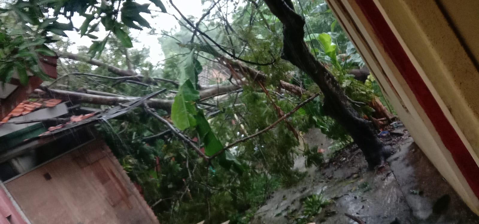 Dihajar Hujan Deras dan Angin Kencang, 6 Pohon Tumbang Terjadi di Kota Cirebon