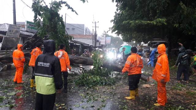 Awal Tahun 2022, Sejumlah Pohon Tumbang di Kota Cirebon, Akibat Hujan Lebat dan Angin Kencang, Berikut Lokasin