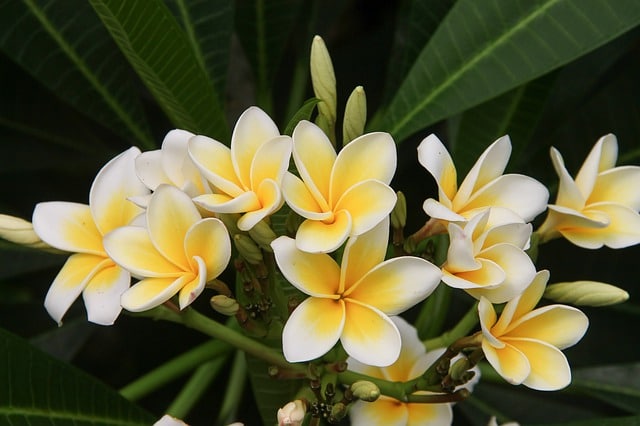 Bunga Kamboja Konon Memiliki Kekuatan Gaib, Pantas Tumbuh Subur di….