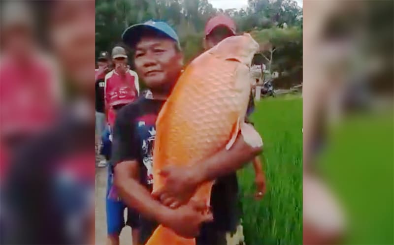 Geger Ikan Mas Raksasa Ditangkap Warga di Situ Hiang Cikamunding, Berat 15 Kg