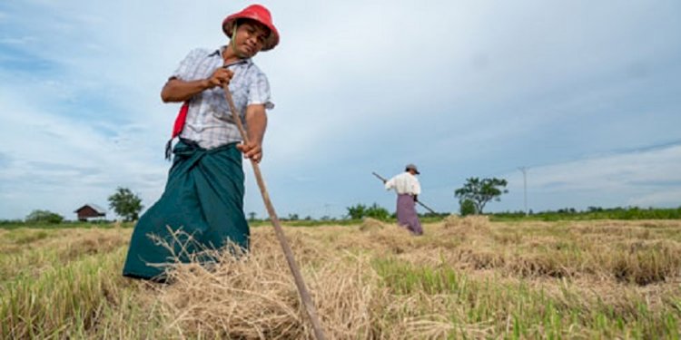 Perubahan Iklim Membuat Petani Kamboja Merana