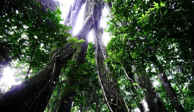 Kawah Burung Gunung Ciremai, Hutan Paling Angker, Pamali Menyebut Kata-kata Ini