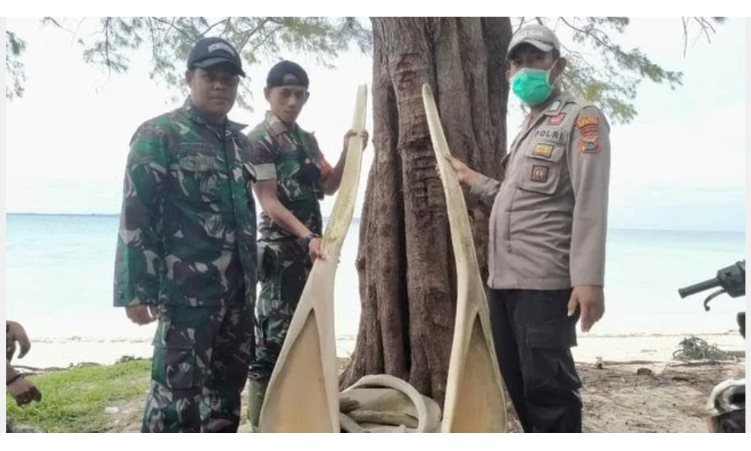 Heboh Tulang Ikan Raksasa di Selayar, Warga Sempat Lihat Ikan Seukuran Kapal Pelni