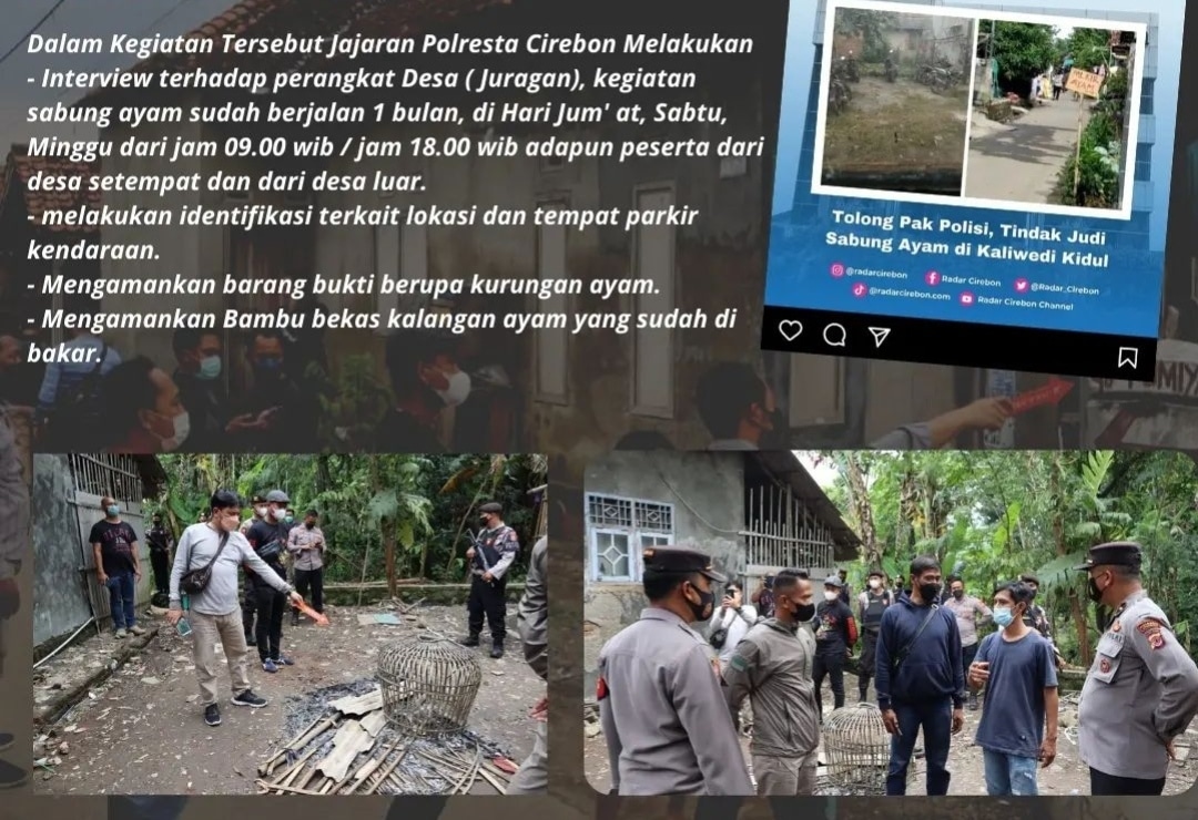 Sabung Ayam Kaliwedi Kidul, Polresta Cirebon Langsung Datang, Gercep Banget!