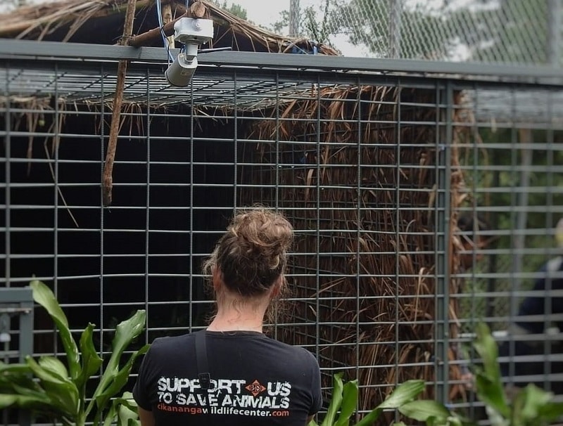 Rasi Macan Tutul Gunung Ciremai Dipantau CCTV 24 Jam, Kurangi Pertemuan dengan Manusia