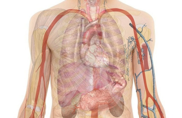 Heboh Desainer Inisial AP Asal Indonesia Terlibat Perdagangan Organ Manusia dari Brasil