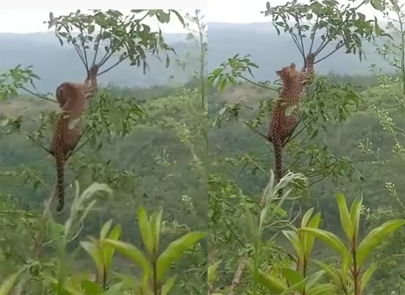 Lagi Musim Penampakan Macan Tutul, Giliran di Cibalong Garut, Tertangkap Kamera di Atas Pohon