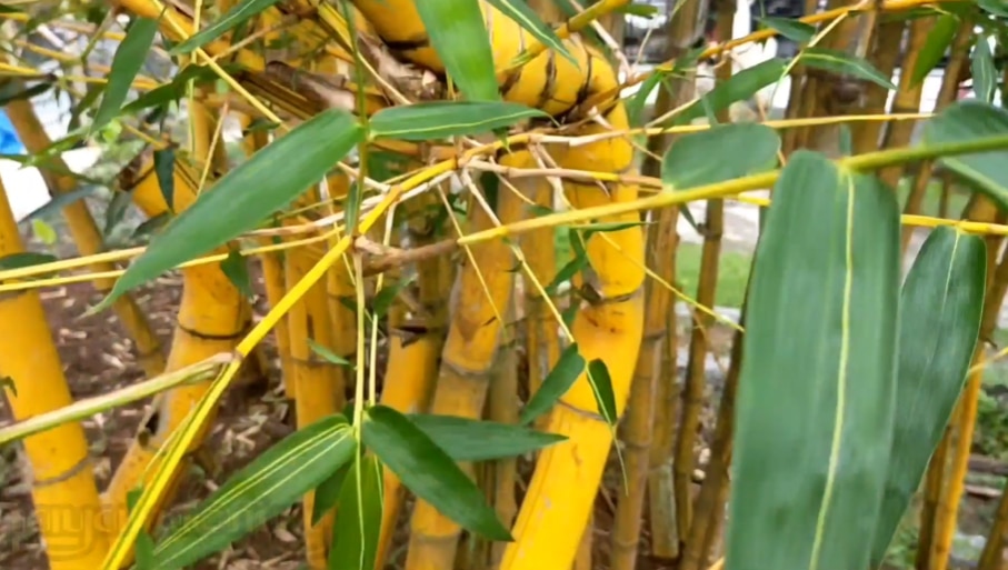 Jangan Kaget! Jika di Rumah Makan Terdapat Bambu Kuning, Ini Maksudnya