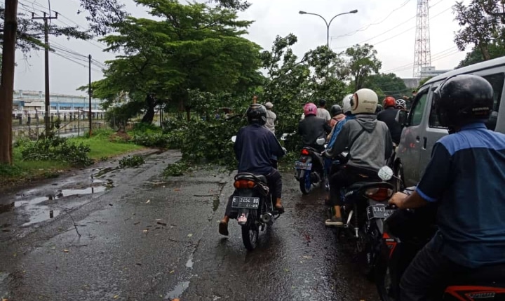 Pohon Tumbang di Jl By Pass Cirebon, Sempat Tutup Jalan