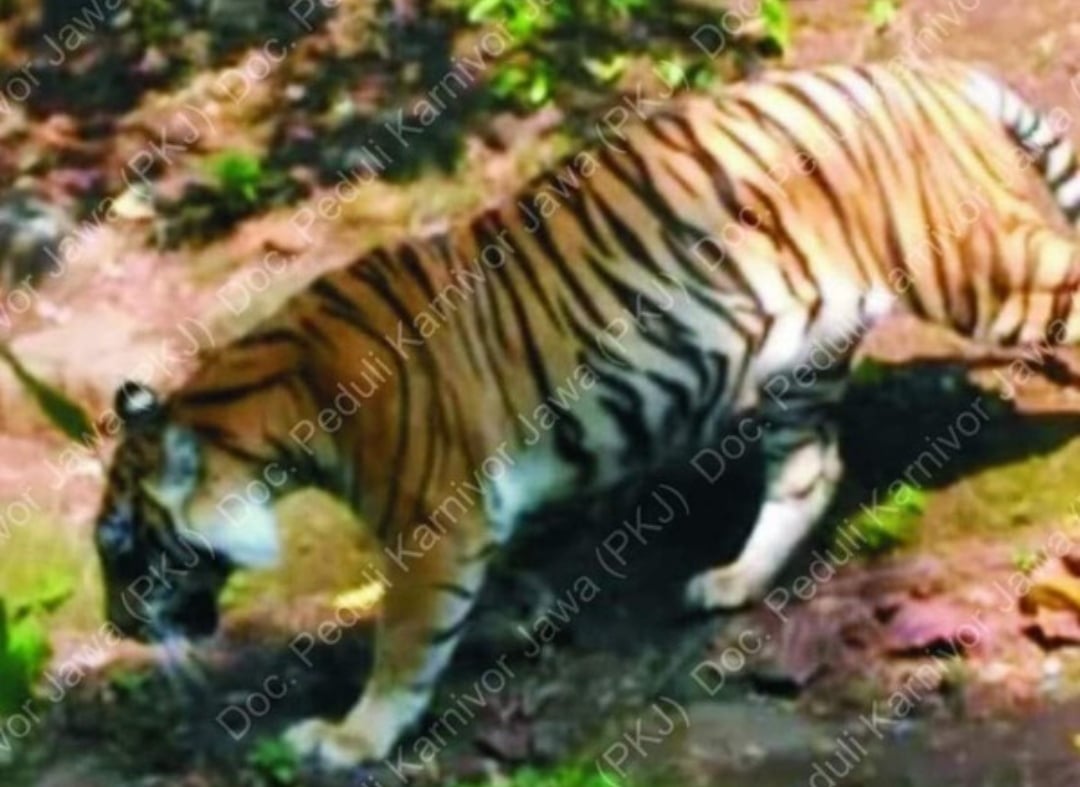 Asal Muasal Prabu Siliwangi dan Harimau Jawa, Berawal dari Wangsit