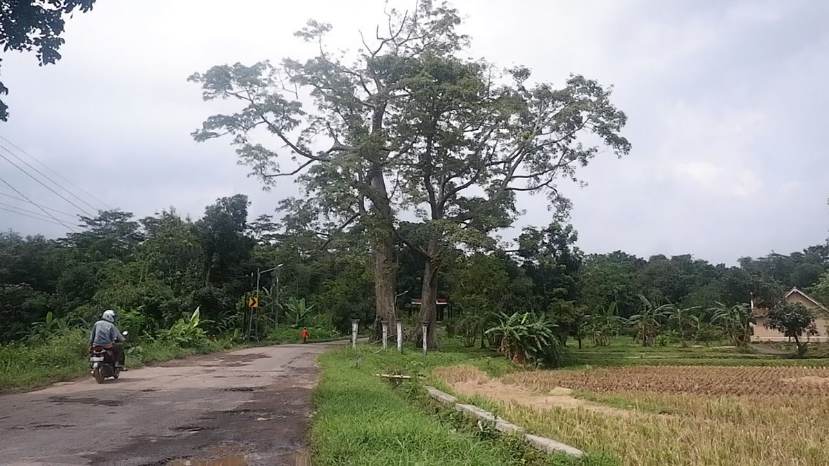Pohon Keramat di Desa Kamarang Dihuni Sepasang Mahluk Halus