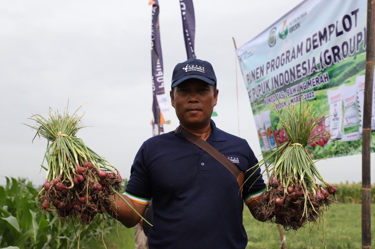 Pupuk Indonesia Selamatkan Petani Bawang Cirebon dari Penyakit ‘inul’ 