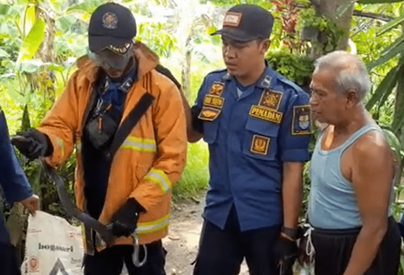 Damkar Kota Cirebon Evakuasi Ular Cobra yang Meresahkan Warga Argasunya