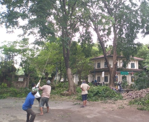 Mengantisipasi Korban Pohon Tumbang, Pengelola Goa Sunyaragi Lakukan Ini