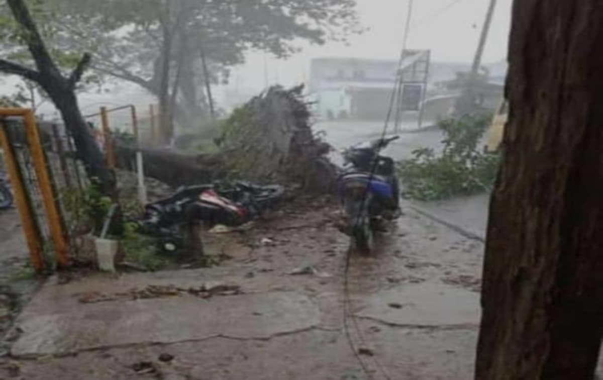 Hujan Disertai Angin, Pohon Tumbang Timpa Sepeda Motor di Plumbon