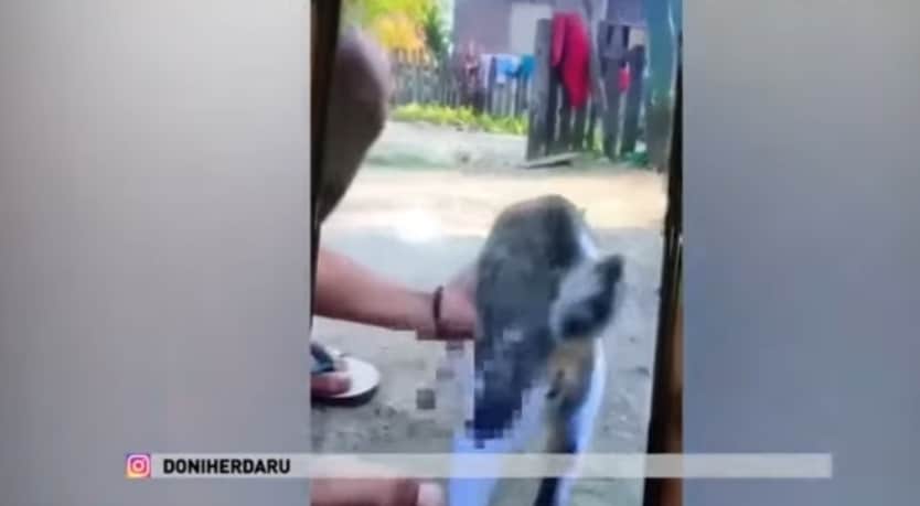 Anus Kucing Dimasukan Petasan Lalu Diledakan dan Divideokan hingga Viral, Ini Alasan Pelaku