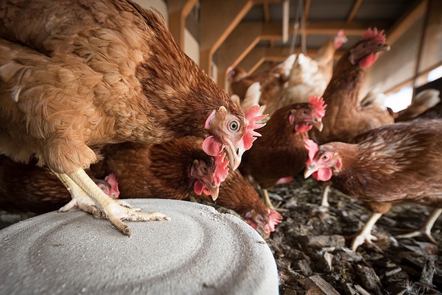 Flu Burung Makin Gawat di Amerika dan Eropa, Ini yang Terjadi Sekarang