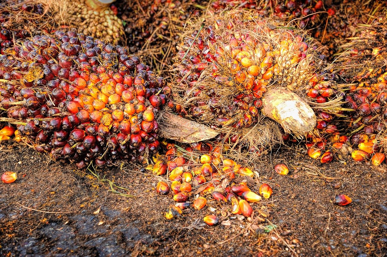 Hore! Berkah Buat Petani, Harga Sawit Mulai Naik