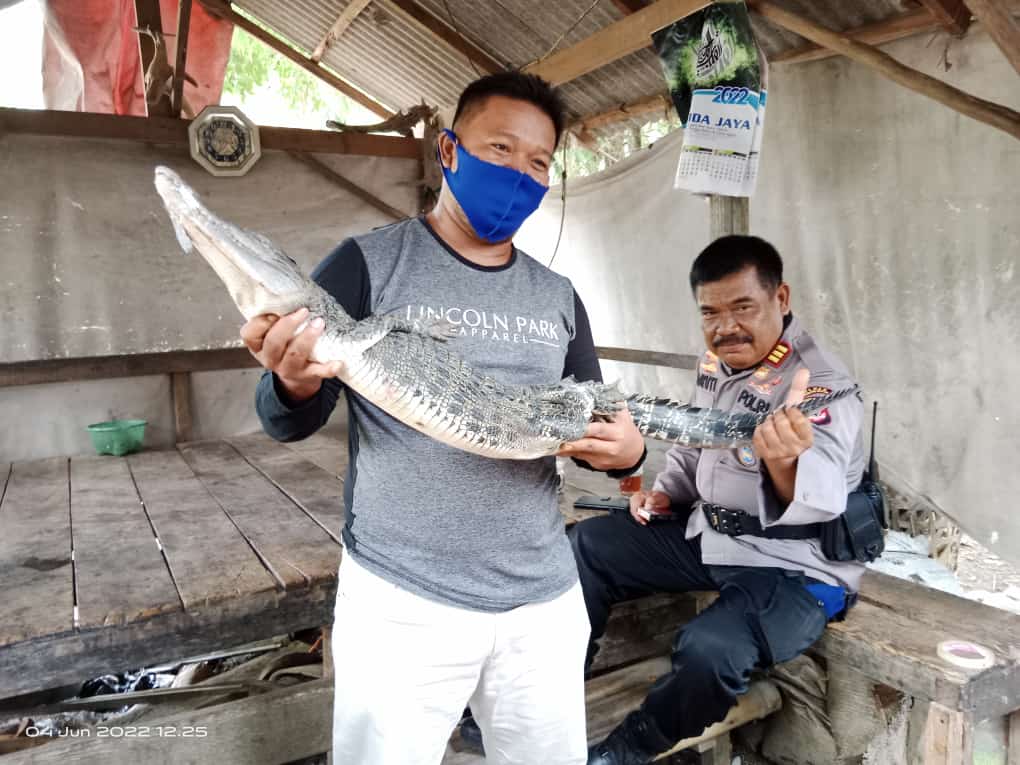 Buaya Ditemukan di Benda Kerep Kota Cirebon, Ditangkap Warga yang Sedang Cari Ikan