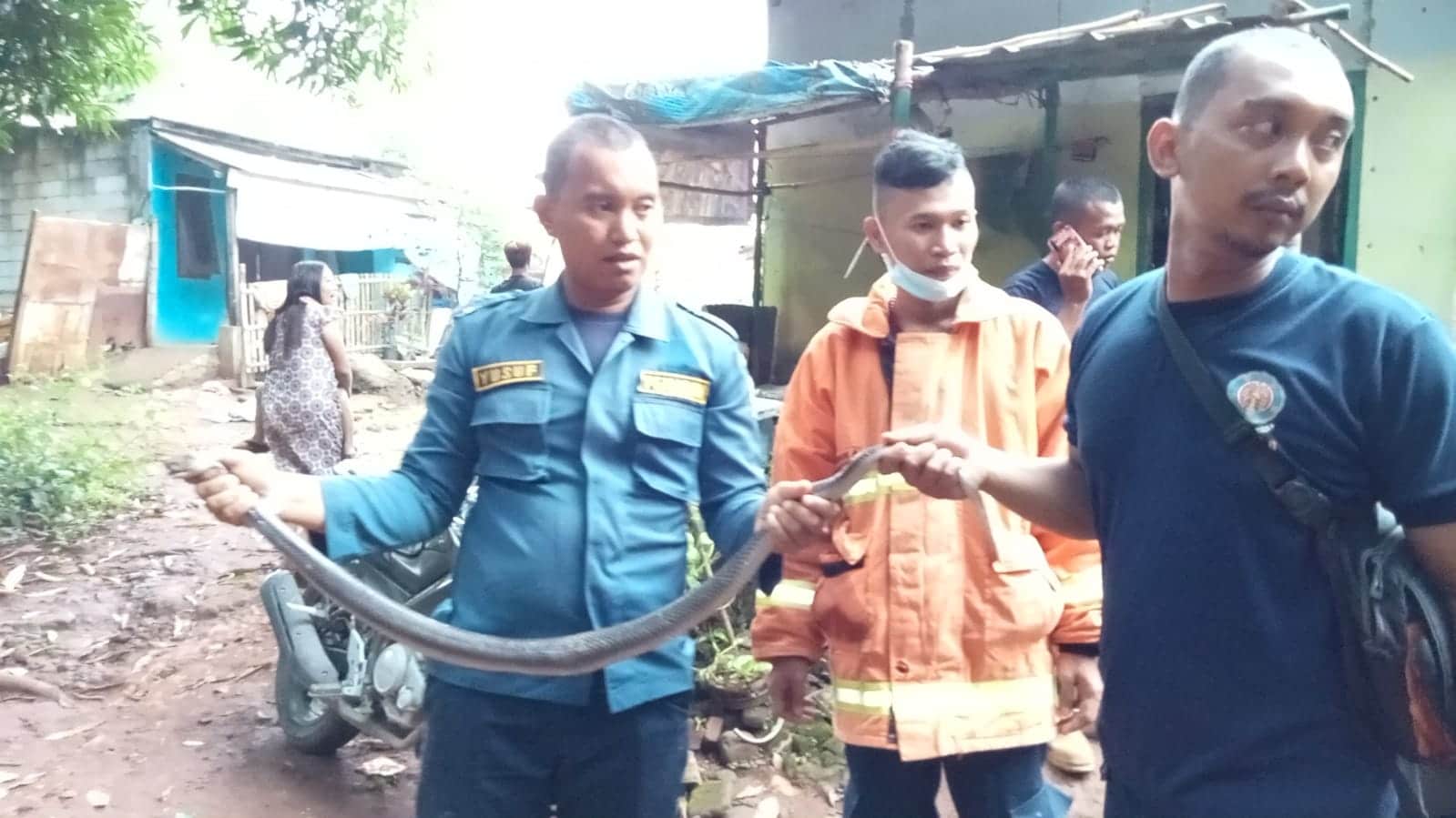 Damkar Evakuasi Ular Cobra di Kalitanjung Kota Cirebon, Ada di Kamar Tidur