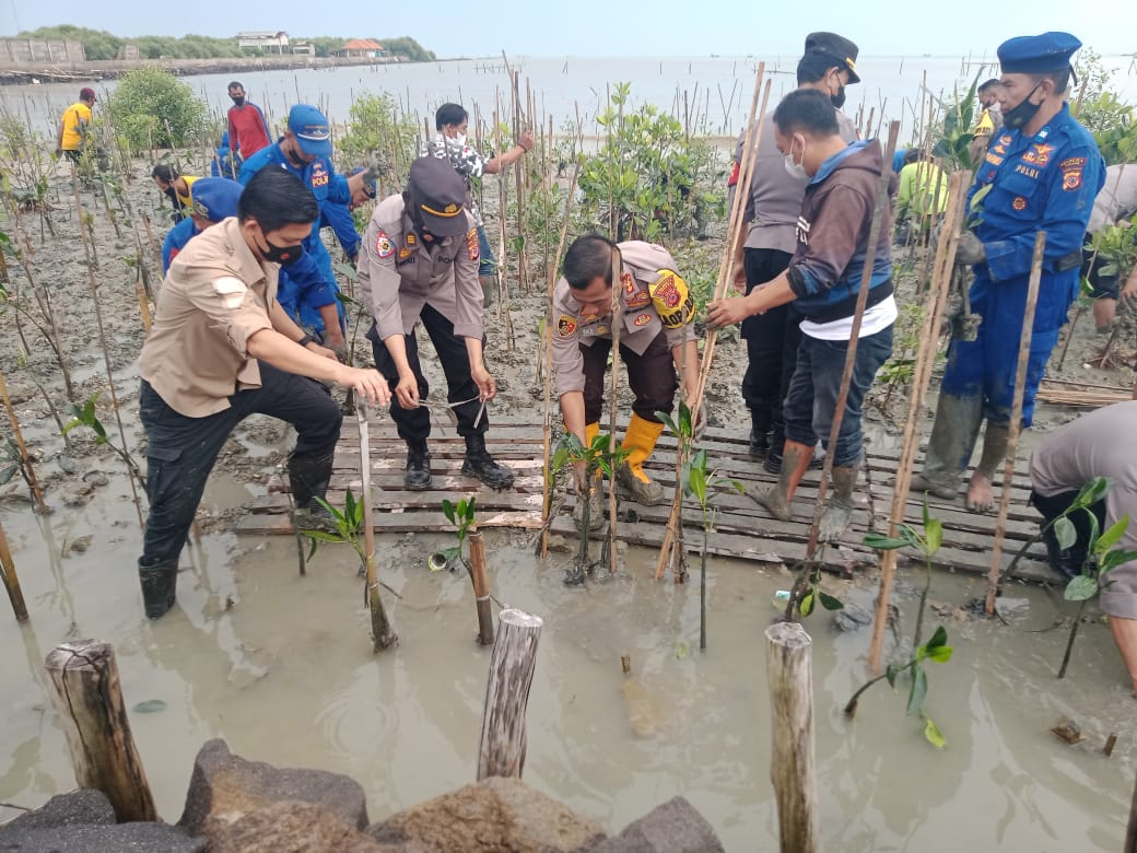 Peduli Alam, Polresta Cirebon Tanam Ribuan Pohon Mangrove di Pantai Baro