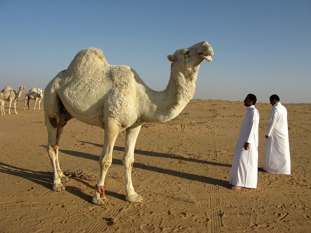 Peringatan! Jangan Mendekati Unta Selama di Arab Saudi, Ada Ancaman Mengintai