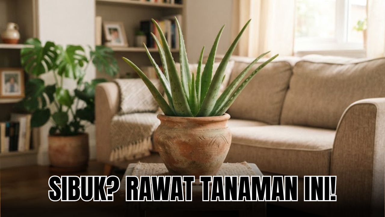 Kamu Sibuk Tapi Mau Merawat Tanaman? 5 Tanaman Hias Perawatan Mudah Ini Jawabannya! 