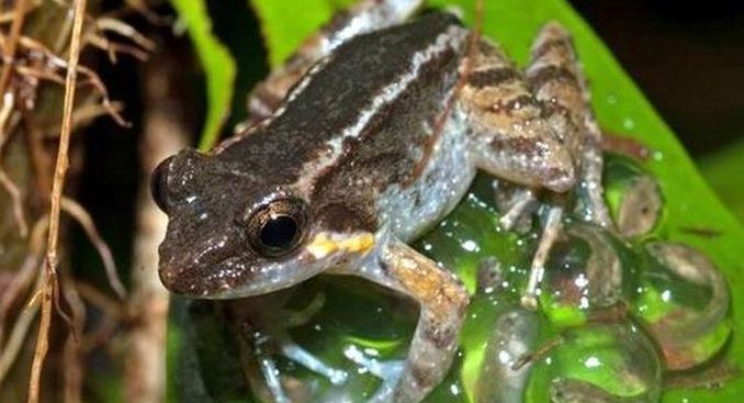 Kesalahpahaman Penelitian Mark Herr Terkait Katak Bertaring