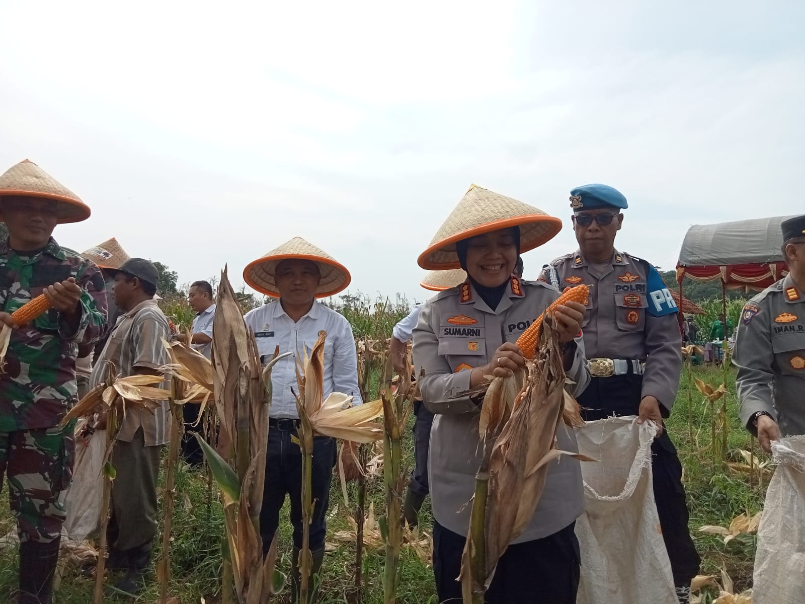 Perkuat Ketahanan Pangan, Polresta Cirebon Panen Raya Jagung Pipil di Talun, Target 5 Ton!