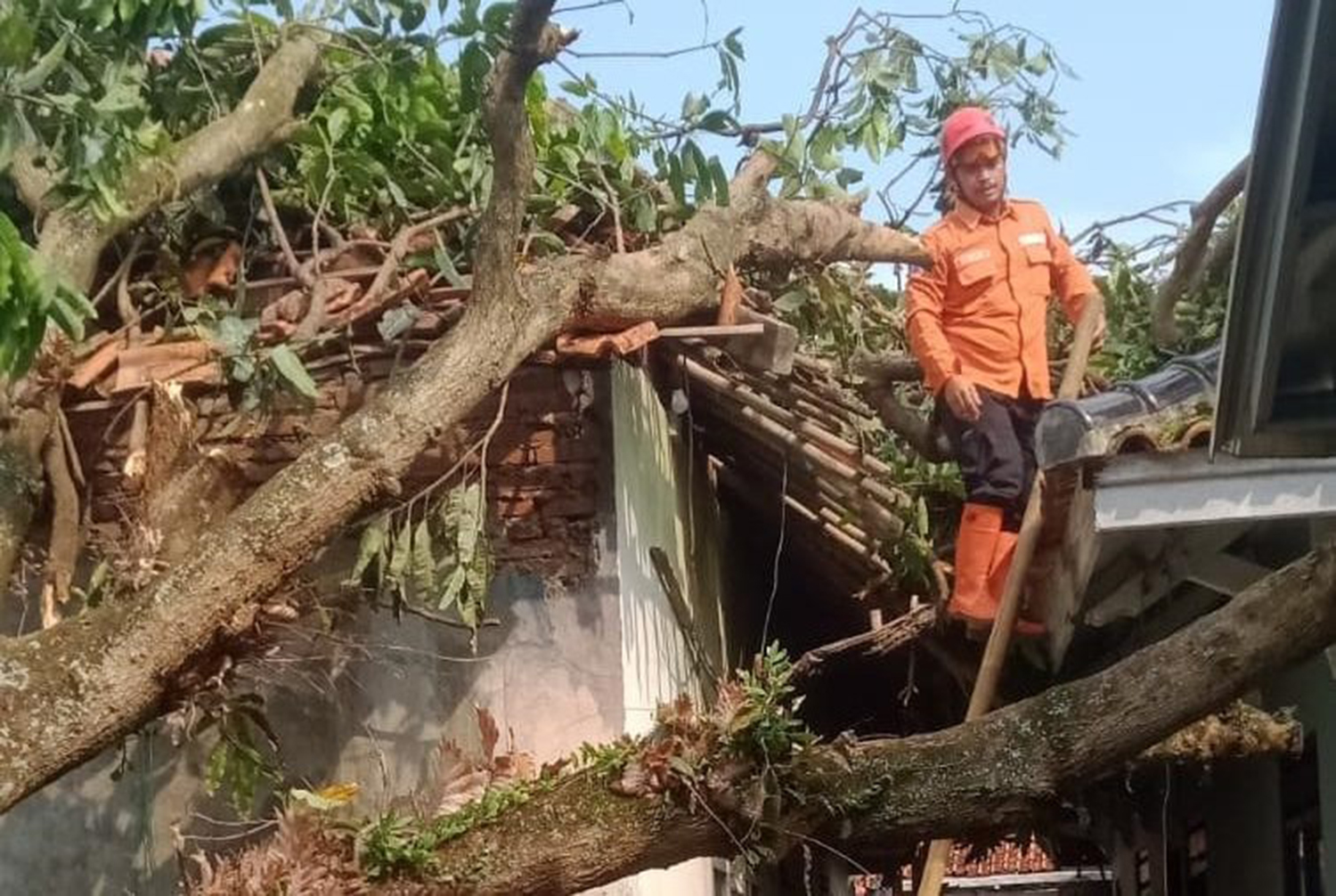 Cuaca Ekstrem Terjang Kuningan: 60 Rumah Rusak, Tembok Jebol, Pohon Tumbang 