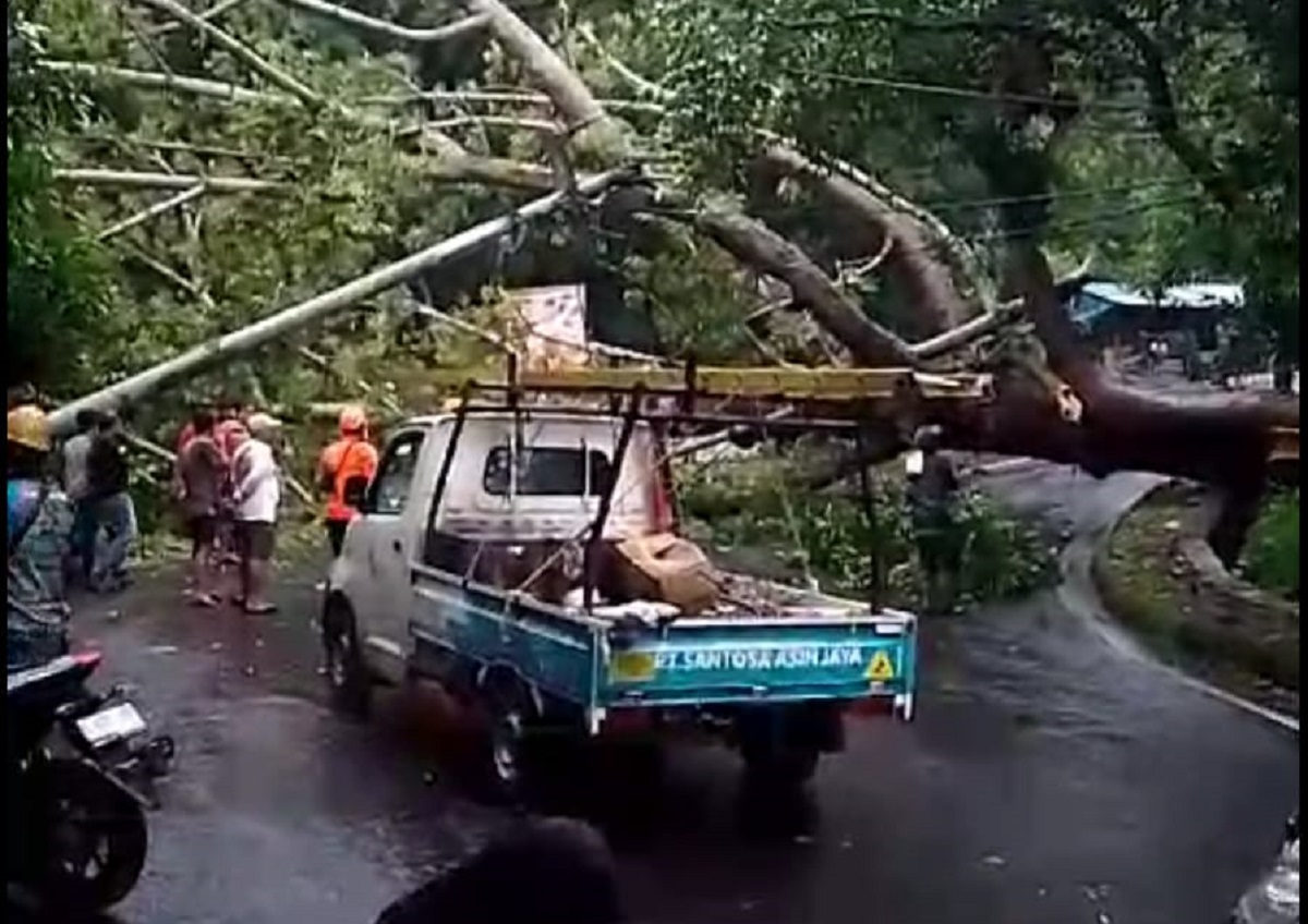 BREAKING NEWS: Pohon Tumbang di Plangon Tutup Akses Jalan Sumber - Mandirancan