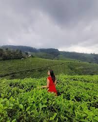 Menikmati Sejuknya Kebun Teh Cipasung Majalengka: Wisata Alam Ramah di Kantong