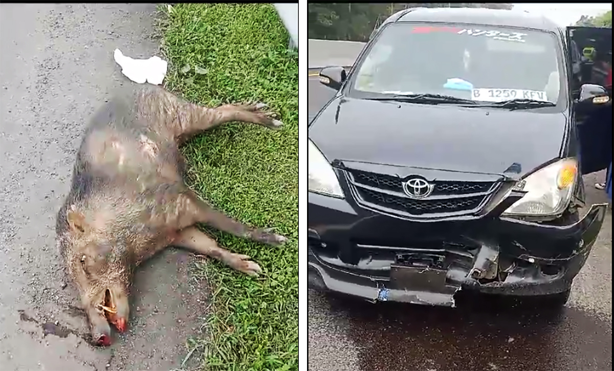 Video Mobil Tabrak Babi Hutan di Jalan Tol Dinarasikan di Cipali, Ternyata di Sini Lokasi Sebenarnya