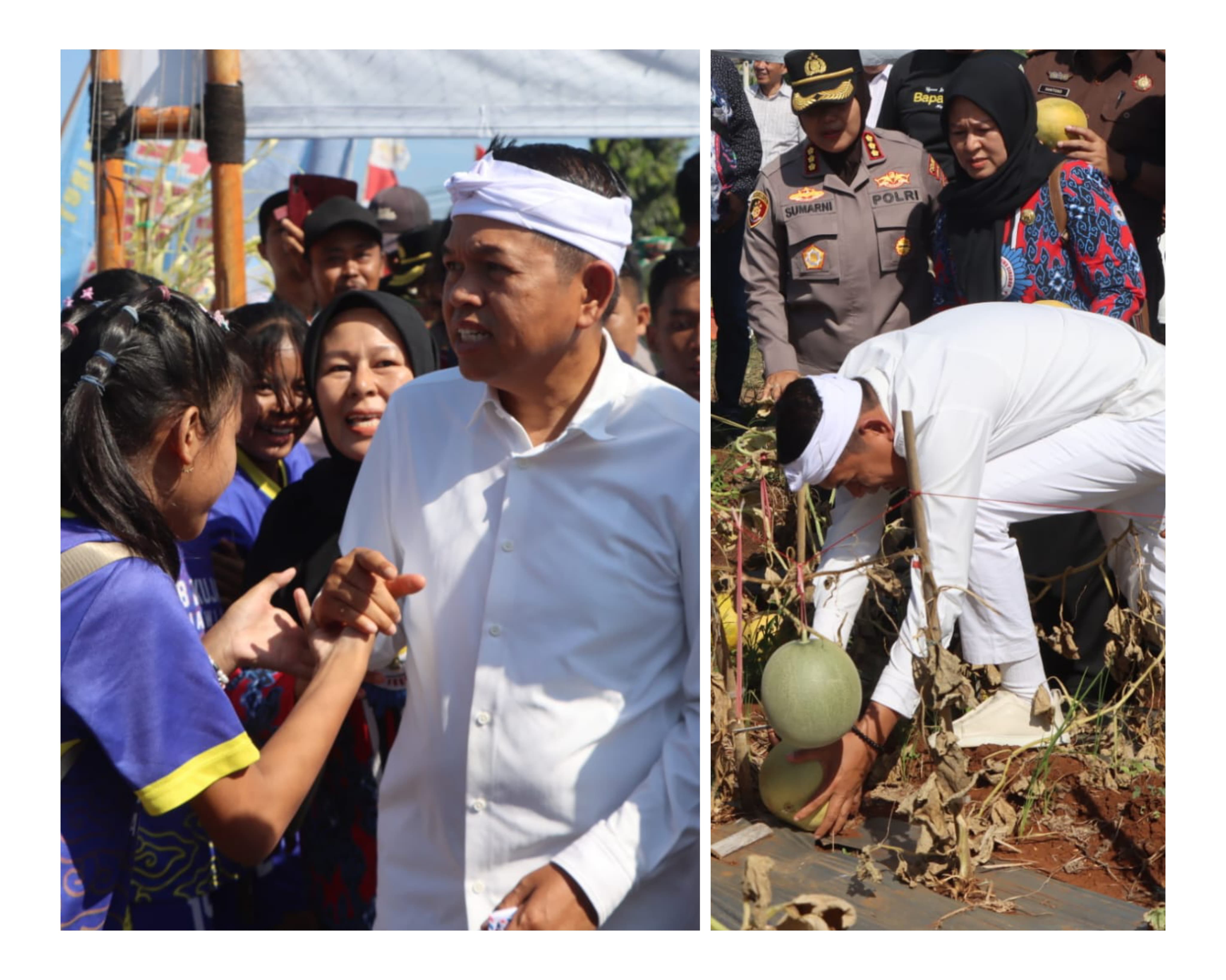 Datang ke Desa Ciawijapura Cirebon, KDM Borong Melon 2 Ton 