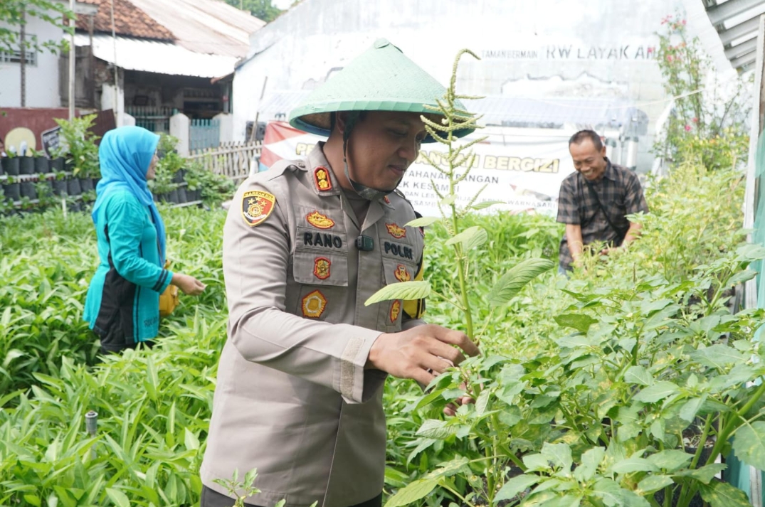 Hadiri Panen Kangkung dan Cabai, Kapolres Ciko Dukung Program Ketahanan Pangan