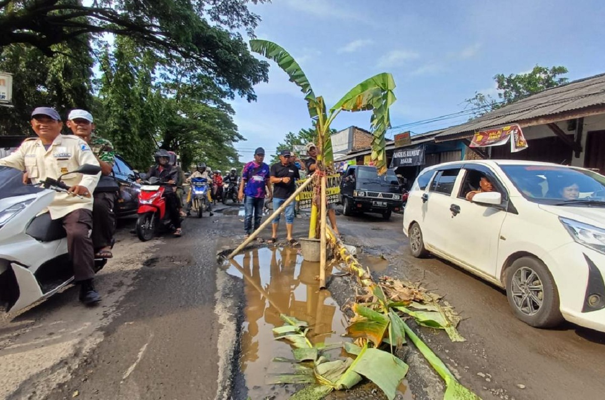Viral! Jalan Kanci-Sindanglaut Rusak Parah, Warga Tanam Pohon di Lubang Jalan