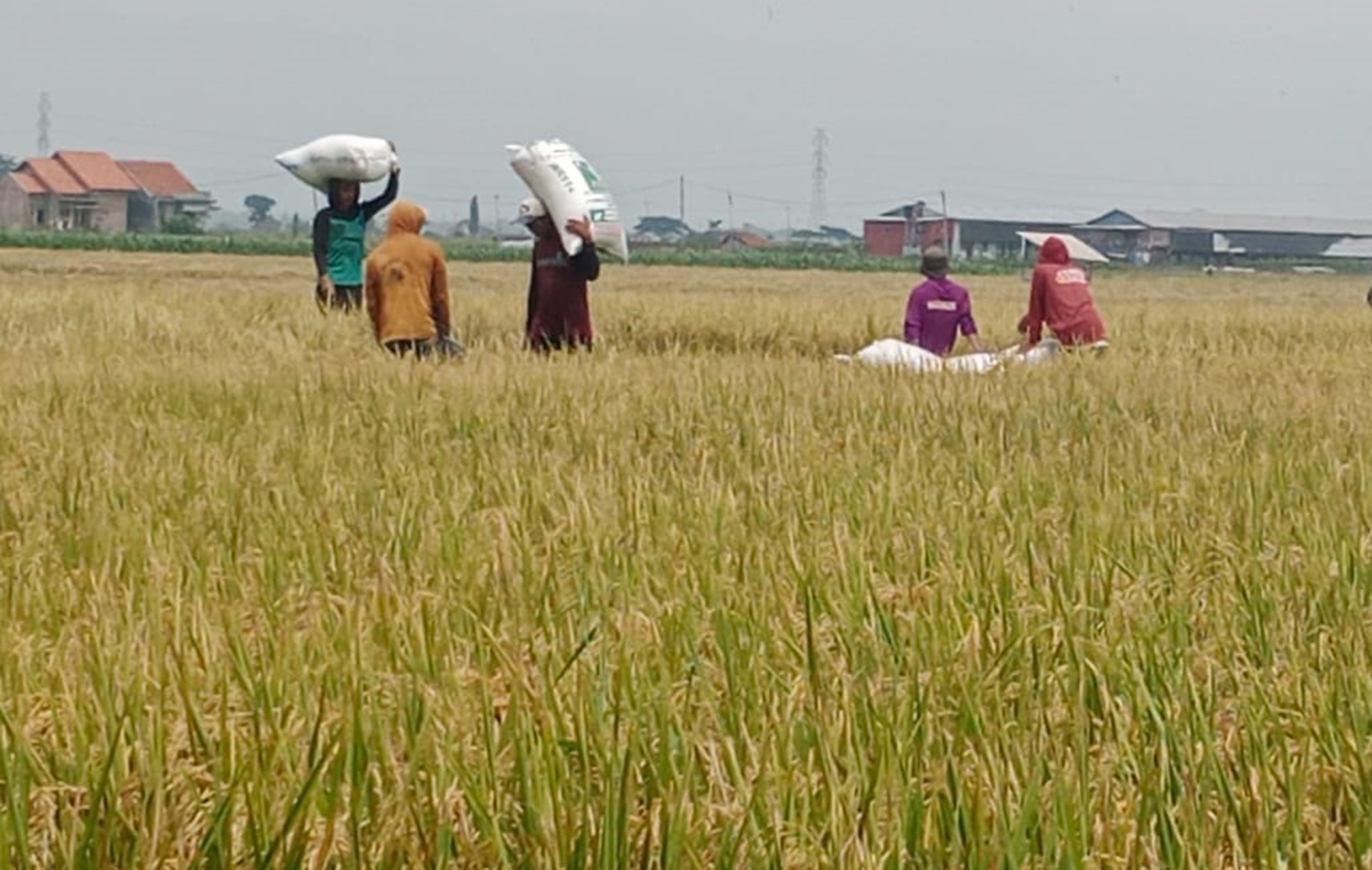 Digempur Industri, Kabupaten Majalengka Tetap Surplus Pangan di Jawa Barat