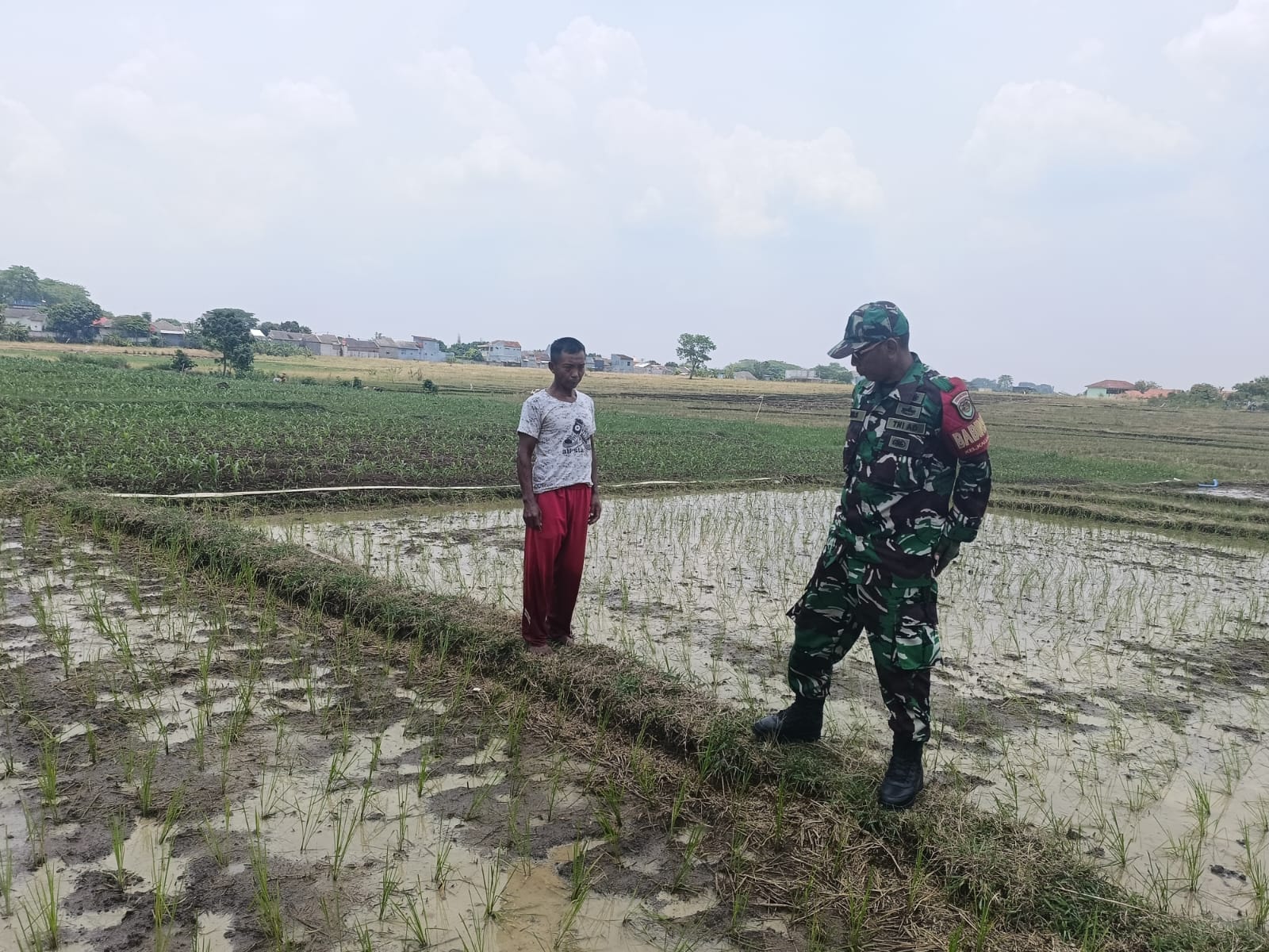 Babinsa Kalijaga Dampingi Poktan Sidemung Dukung Ketahanan Pangan Nasional