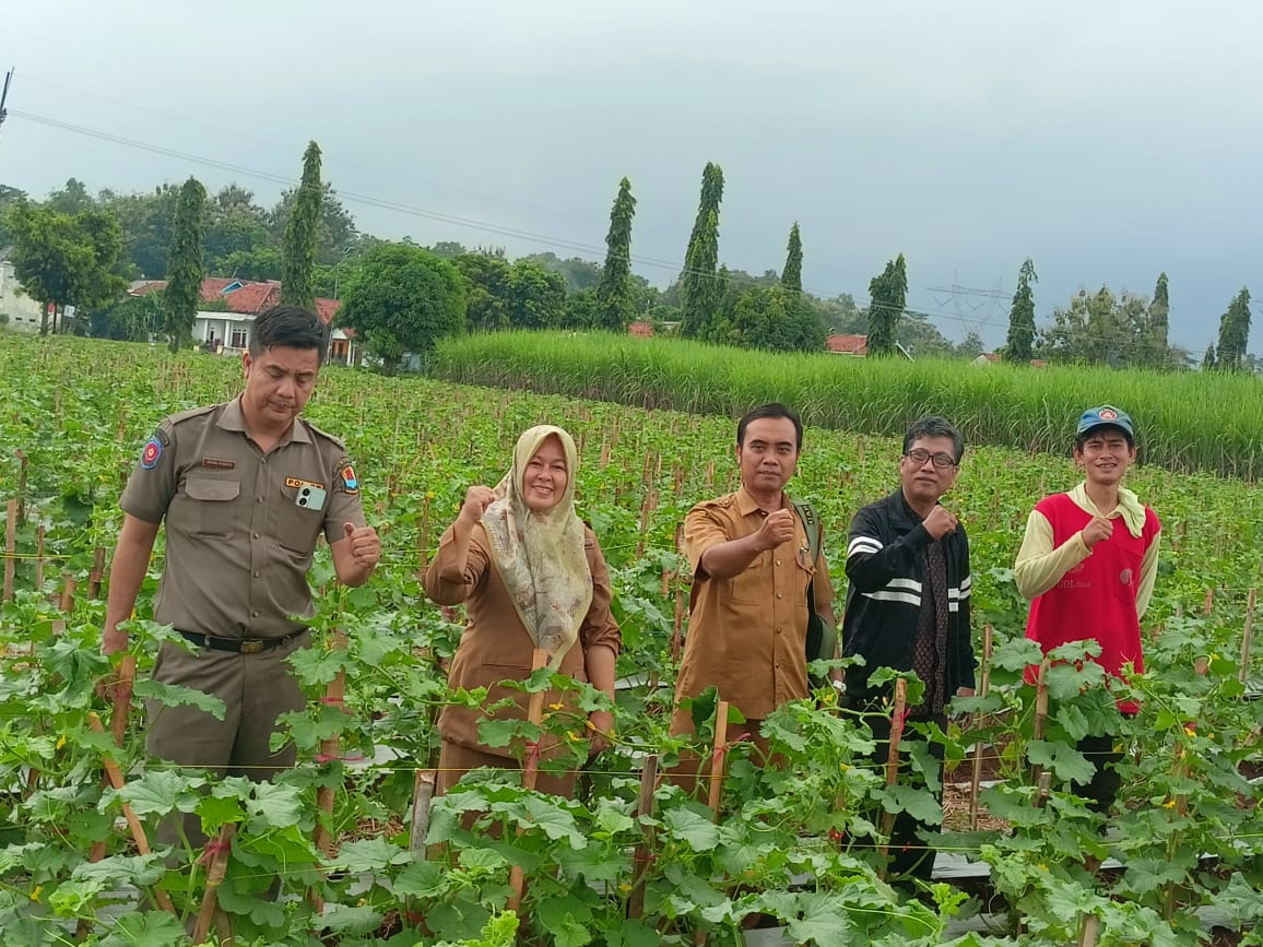Program Ketahanan Pangan Desa Ciawijapura Cirebon Targetkan Hasil Panen Melon Capai 30 Ton