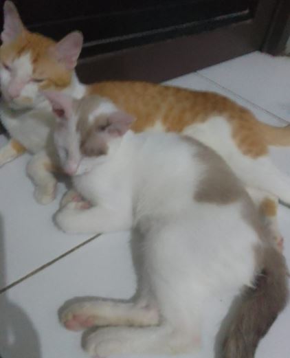 Tips Cara Mengatasi Kucing Kampung Sering Masuk Ke Rumah, Aman Tidak Menyakiti Kucing!