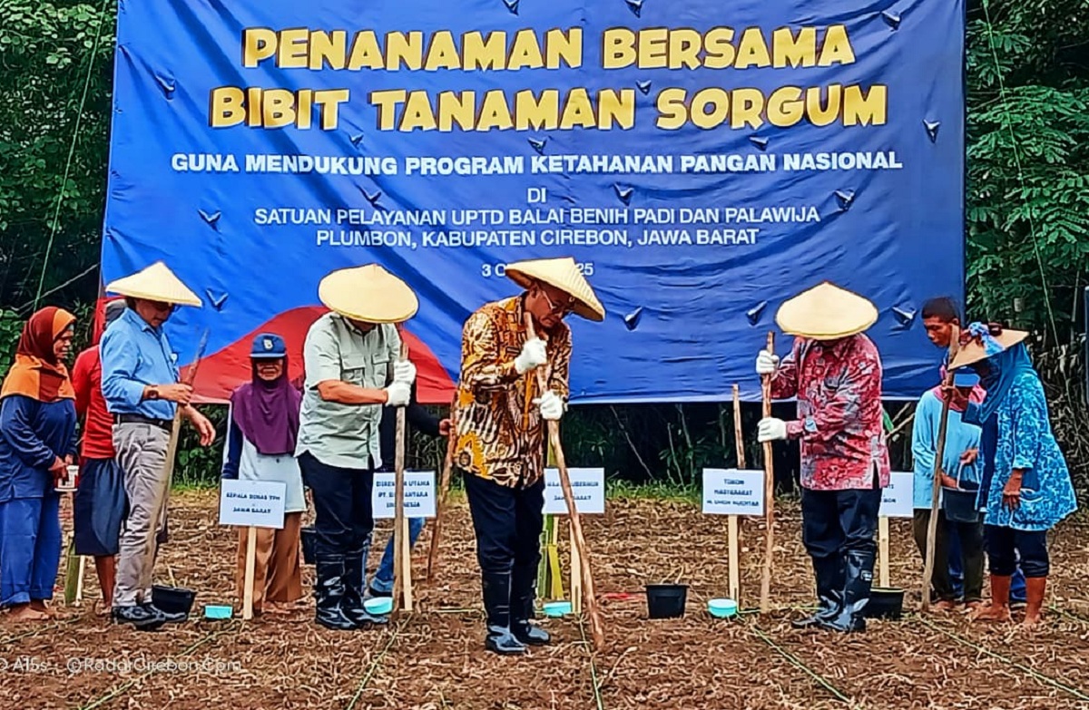 Demi Ketahanan Pangan, Pemprov Jabar dan PT Dirgantara Tanam Sorgum di Plumbon