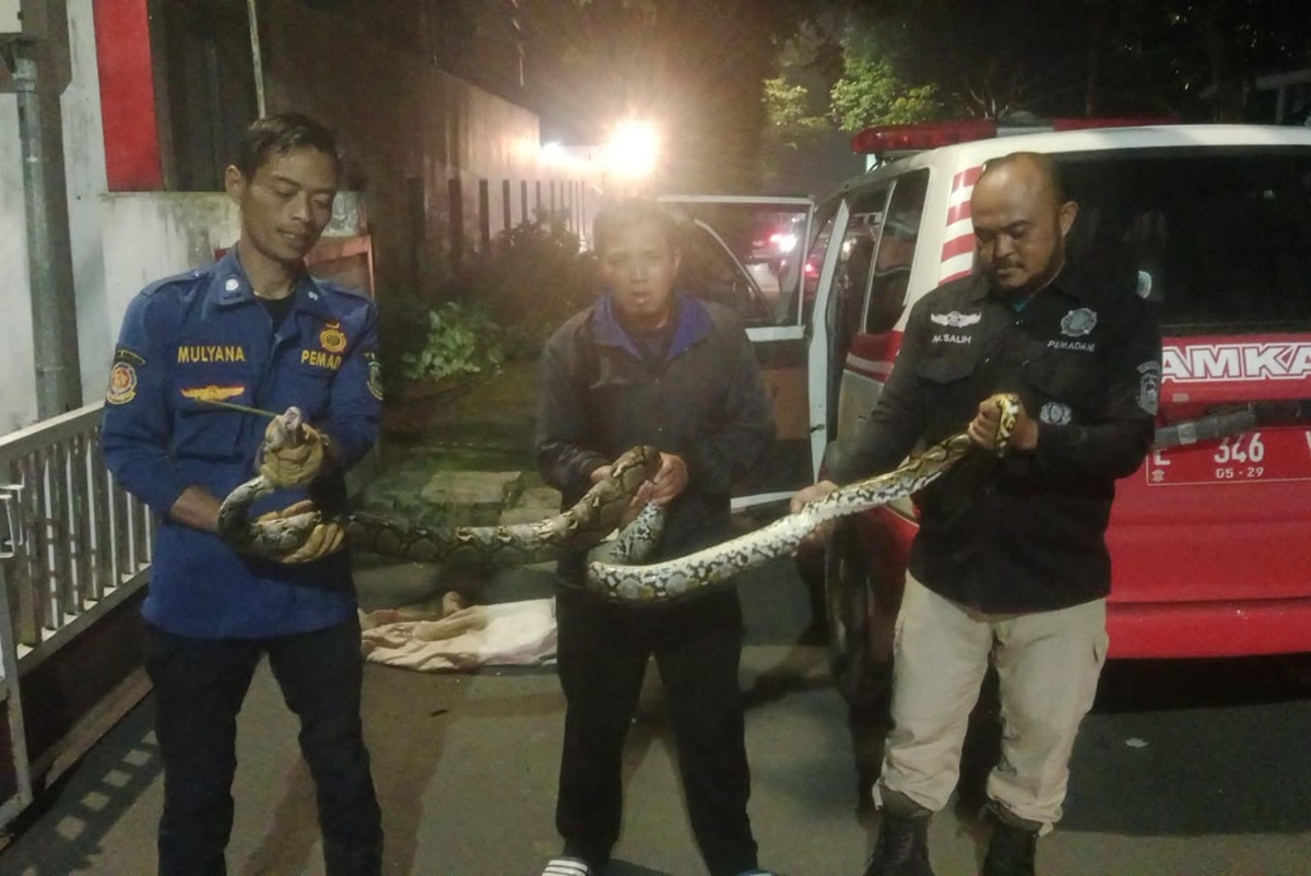 Ular Sanca 3 Meter Gegerkan Warga Kuningan, Muncul di Trotoar Awirarangan