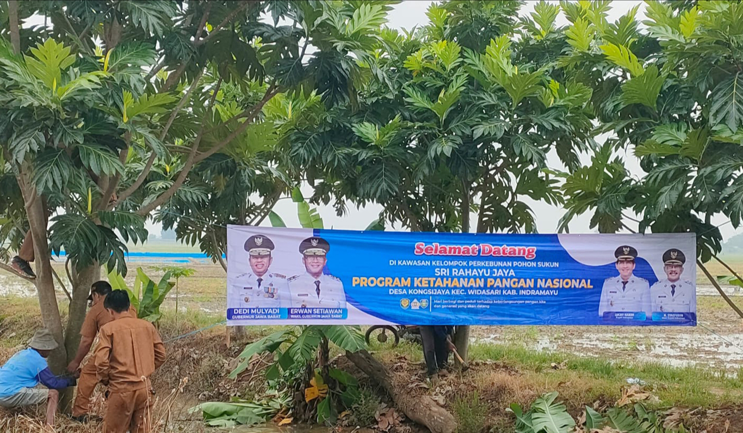 Program Ketahanan Pangan, Desa Kongsijaya Indramayu Pilih Tanam Pohon Sukun