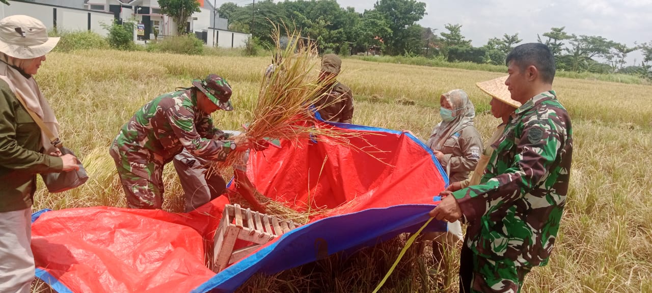Babinsa Argasunya Ikuti Panen Raya Bersama Poktan Kedung Mendeng