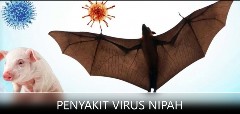 Muncul Virus Nipah, Kata Ahli: Jangan Panik, Jaga Kesehatan dan Pakai Masker