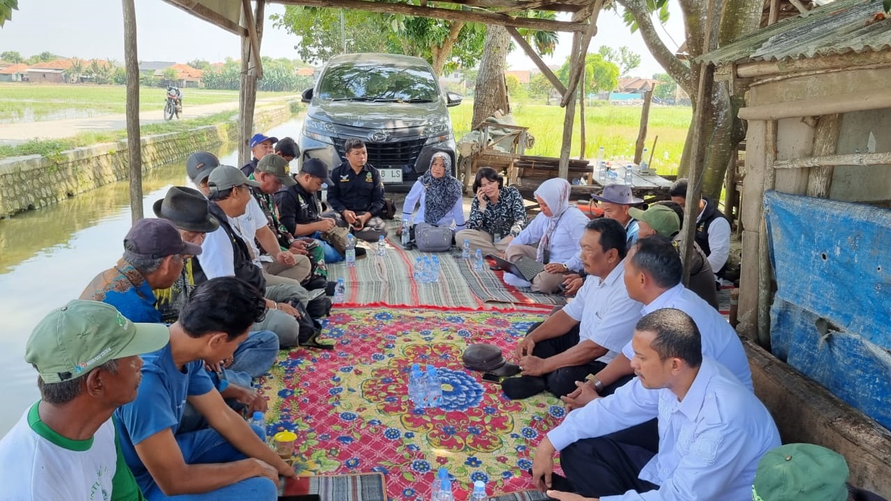 Fenomena Aneh Jelang Panen, Produktivitas Padi di Jagapura Lor Menurun